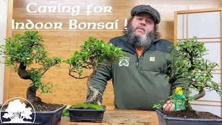 Caring for Indoor Bonsai  Greenwood Bonsai [upl. by Harol]