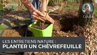 Les entretiens quotNaturequot  planter un chèvrefeuille [upl. by Halyahs]