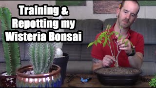 Training and Repotting a Wisteria Bonsai [upl. by Anneiv]