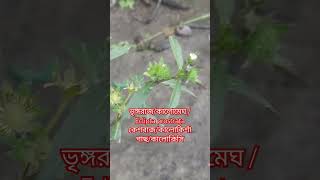 ভৃঙ্গরাজকালোমেঘ Eclipta prostrata কেশরাজ ভৃঙ্গরাজ কালোমেঘ কেশরাজ কালোকির্শাগাছ কালোকিসি [upl. by Ahtanamas]