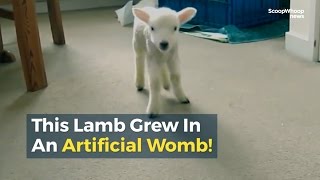 This Lamb Grew In An Artificial Womb [upl. by Alane819]