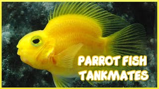 Tankmates of Freshwater Parrot Fish [upl. by Hung]