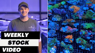 Ep 39 Eye Catching Coral Weekly Stock Video 72624 [upl. by Anairb959]