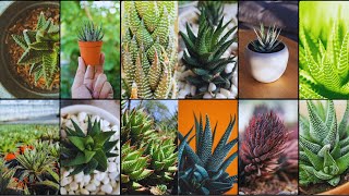 HAWORTHIA VARIETIES  Plants Weekly [upl. by Jorgan]