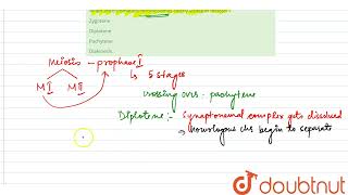 When are chromatidschromosomes clearly visible in meiosis   12  CELL CYCLE CELL DIVISION [upl. by Nancee308]