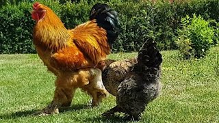 Giant Buff Columbian Brahma Chicken  Video 4K [upl. by Gordon274]