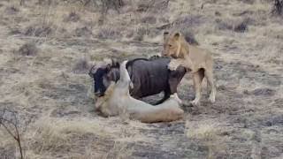 Lions Kill Wildebeest [upl. by Haze]