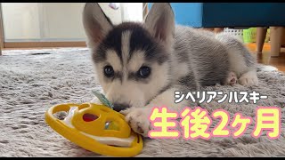 シベリアンハスキーの子犬がお家にやってきた♪Siberian husky [upl. by Latsyrk897]