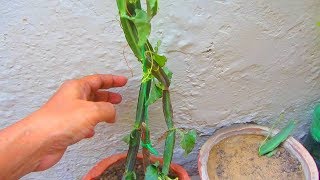 Hadjod Medicinal Plant  How To Grow amp Use [upl. by Botti647]