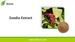 Bulk Buy Evodia Extract 98 Evodiamine Powder Price and Sales [upl. by Windsor744]