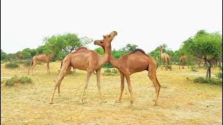 Camel fighting video camel fighting each other camels walking sounds [upl. by Merrow891]