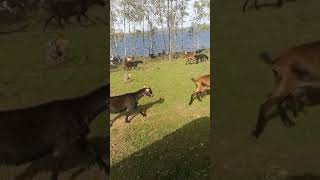 Rebaño de cabras extremeñas en pastoreo ecologico por las inmediaciones del pantano de Cordobilla [upl. by Jerald]