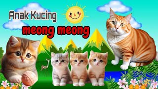 Si Gembul Ngambek Lucu😹❤️ ANAK KUCING MEONG MEONG‼️Funny Kitten Videos kucinglucu funnycats [upl. by Mcmath]