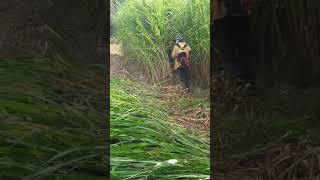 Creative farming  harvesting 2ton a day napier grass by using basic tool [upl. by Anitsej117]