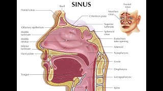 How To Clean Your Respironics Innospire Nebulizer [upl. by Anivas760]