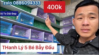 THanh Lý 4 Bé Chào Mào Bẫy Đấu 400k 1 Bé AE Nhanh Tay Ạ [upl. by Etnahs]