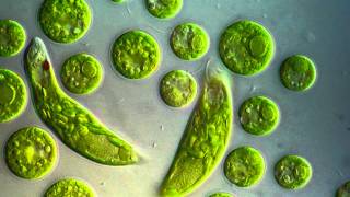 Chlamydomonas amp Euglena viridis [upl. by Burdelle]