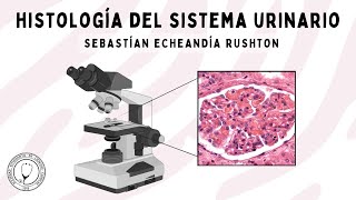 HISTOLOGÍA DEL SISTEMA URINARIO Riñón Uréter Vejiga y Uretra  Fisiología [upl. by Kono]