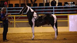 Ravel Caballero Res Campeão de Marcha Expo Haras Raphaela 2019 [upl. by Nolyarg267]