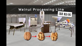 Professional Walnut shelling line [upl. by Marlowe]