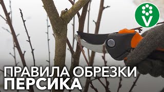 КАК ОБРЕЗАТЬ ПЕРСИК ВЕСНОЙ Правила обрезки персика для начинающих садоводов [upl. by Lidia]