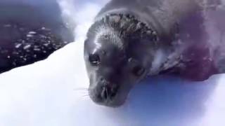 Funny Seal Subtitle [upl. by Plerre]