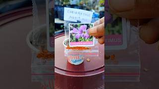 How to grow cheiranthus maritimus flower from seeds youtubeshorts shortsfeed rooftopgardens [upl. by Loats]