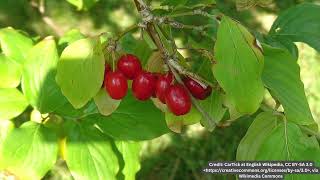 Cornelian Cherry Cornus Mas Plant Profile [upl. by Haran]