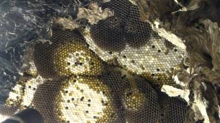 Beekeeper VS Yellow Jackets [upl. by Lessard]