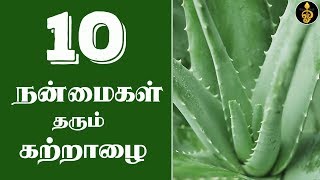 katralai benefits in Tamil  சோற்று கற்றாழை பயன்கள்  Katralai uses  Sotru katralai payangal [upl. by Ahsieyn]