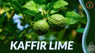 KAFFIR LIME Information amp Growing Tips Citrus hystrix [upl. by Sitruk]