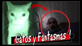 GATOS Y FANTASMAS  Oxlack [upl. by Consalve713]