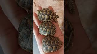 tortoise Greek tortoises baby [upl. by Ynez]