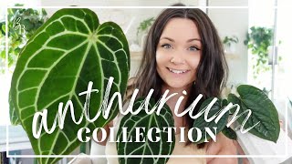 My ENTIRE Anthurium Collection so far  How To Care For Anthuriums  Plant Collection 2023 [upl. by Aniala]