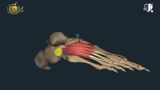 Apparato locomotore 46 Muscoli del piede [upl. by Naivart]