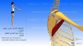 العضلة المدورة الكبرى Le grand rond [upl. by Newol]