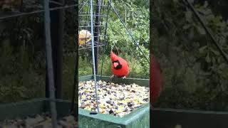 Cardinal Redbird in the Rain Wildlife Live TV Bird Feeder Cam LIVE BIRDWATCHING Birding Red Birds [upl. by Aisek]