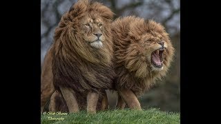 BIG CATS CHALLENGE  Nat Geo Wild Channel [upl. by Aivartal]