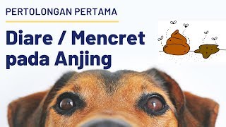 Pertolongan Pertama Mencret amp Diare Pada Anjing [upl. by Asiek262]