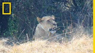 Coexisting With the Lions of Botswana  National Geographic [upl. by Portingale958]