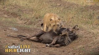 Migration madness  Lions kill 4 Wildebeest [upl. by Nylleoj]