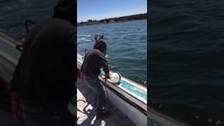 Nova Scotia lobster fishing pugwash [upl. by Idnal]