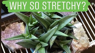 WHY IS MY HAWORTHIA STRETCHING Succulent Plant Elongation  2019 [upl. by Hanikahs319]