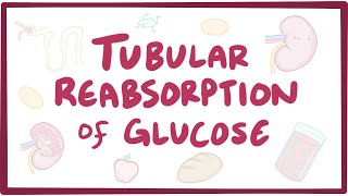 Tubular reabsorption of glucose  renal physiology [upl. by Franciska]