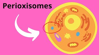 Peroxisomes Structure and Function [upl. by Trovillion]