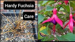 How to care for hardy fuchsia plants  container flower gardening [upl. by Richards]