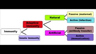 Immunology Full Video  USMLE Step 1 [upl. by Koeninger]