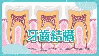 【口腔健康】牙齒結構 [upl. by Nimajaneb]