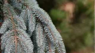 Home and Garden Landscape  Top Five Pine Trees [upl. by Rimat]