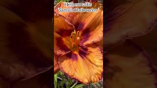 Hemerocallis ‘Sanluis Halloween’ flowers fleurs daylily daylilies halloween plants garden [upl. by Yme735]